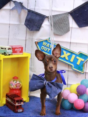 20230423チョコくん